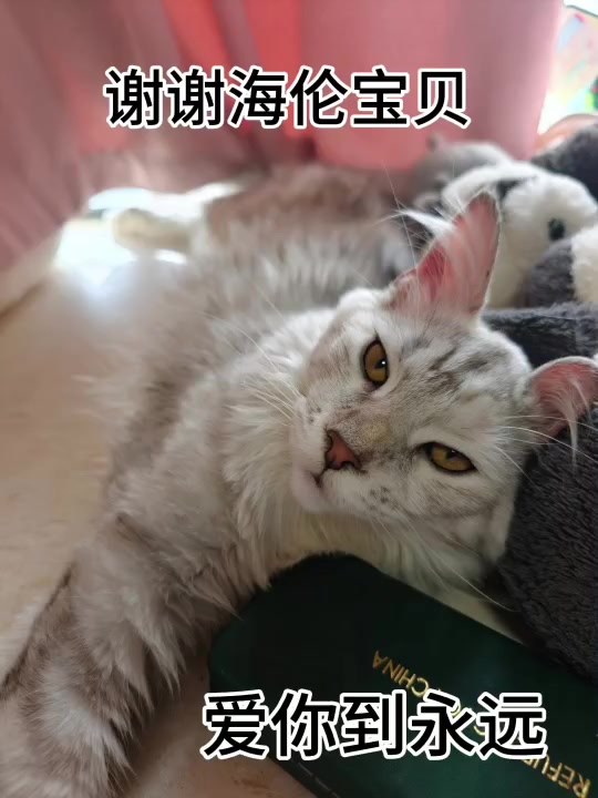 海伦温柔的凝望