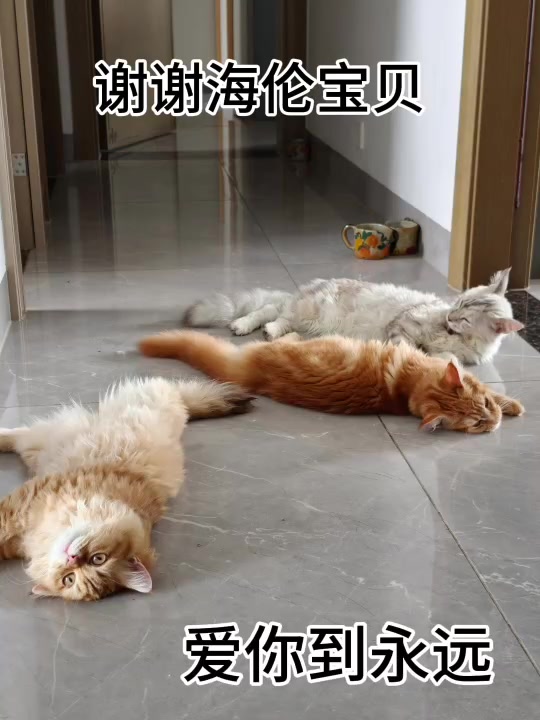 海伦与家里的猫咪